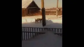 красивые косули в сибири 😊😊😊👍👍👍👍