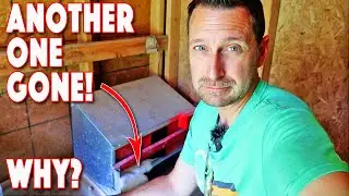She's Gone!...But WHY? Chicken Mystery