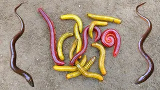 Wow! Looking for millipedes, luwing and finding eel fish, catfish,ornamental fish,turtles,betok fish