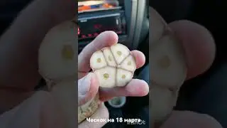 Хранение чеснока до весны
