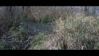 My swamp and everything around and near it