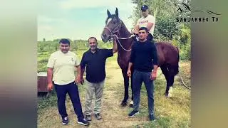 BUXORO LAQABLI TULPOR ZOMIN BOY TOʻRA BOBO FARZANDI ALISHER AKAGA OʻTDI.