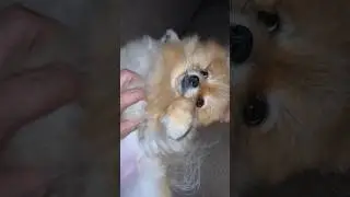 Вот завел себе человека 
