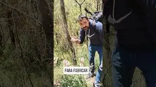reconocimiento en el campo del asfodelo
