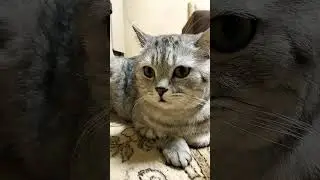 Тут у вас что-то гавкает #юмор #шутки #смешнойкот #cat #смешныекоты