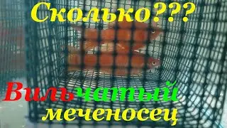 The forked swordtail gives birth to fry. Swordtail reproduction.