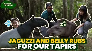 Mandai Monthly - Our tapirs can't seem to resist a good belly rub!
