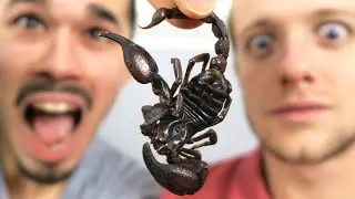 WE EAT INSECTS !