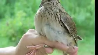 бедона хакида риоят