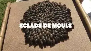 Mussels cooked by fire , the French way - Eclade de moules