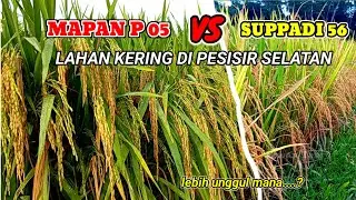 MAPAN P 05 VS SUPPADI 56 || PADI HIBRIDA DI LAHAN KERING