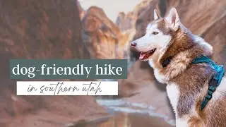 Roadtrip to Southern Utah with a Husky (Dog-friendly hikes)