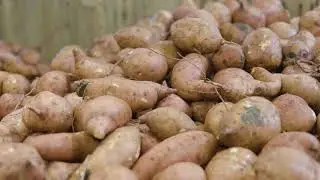 6 A Year in the Life of the NC Sweetpotato Start- Finish