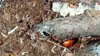 Салтаторы распаковывают несозревшие коконы