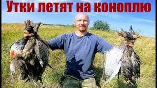 Hunting in hemp or how to shoot a duck in Siberia. Duck Hunting 2021. Hunting for wheat Hunting 2021