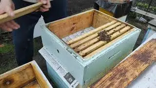 Объединение пчел через газету