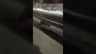 Волк в Бакарице