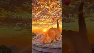Все глубокое строится на искренности ♥️ #психология #самопрограммирование #любовь  #blacksi