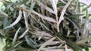 Листья облепихи лечат