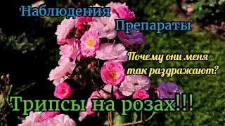 Трипсы на розах. Действенные препараты. Наблюдения, методы борьбы. Роза, трипс. инсектициды. Сад