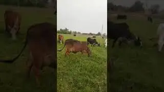 Cholistani beauties grazing rhodegrass!