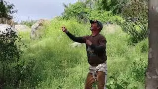 Renesting a Great Horned Owl: behind-the-scenes look!