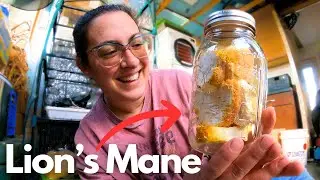 Wonderful Results!! Mushroom Update / Homestead VLOG