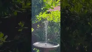 Hummingbird Bathing In The Water Fountain