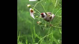 ЧЕРНОГОЛОВЫЙ ЩЕГОЛ #птицы