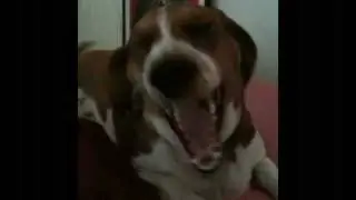 Augie Roars