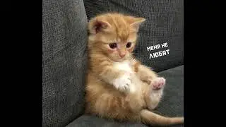 Котёнок 