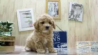 ワンラブ　ペットショップ　名古屋市252258