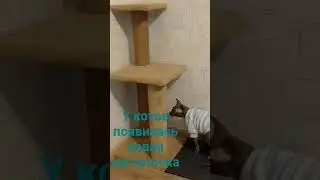 Бингус сфинкс в игре