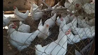 GULISTON TUMANIDAN INTERVYU 08 11 2024