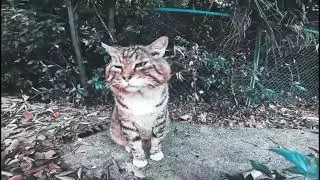 Nosok