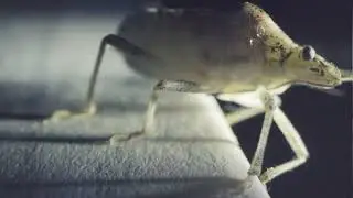 PENUMBRA FILM & PRODUCTION HOUSE | Macro Showreel (Makro Film Çekimi)