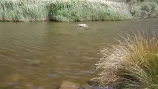 Fish In Molonglo River