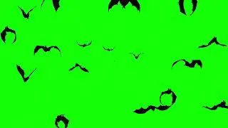 Bat green screen video 🦇. 
