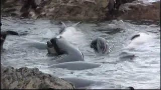 Raven, ground squirrel, elephant seals at San Simeon March 3 2009