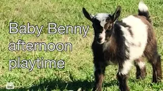 Baby Benny afternoon playtime