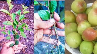 How to graft large trees with branches