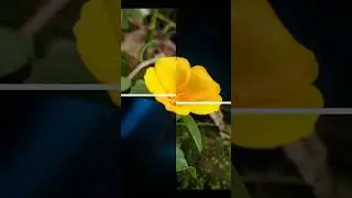 Flower Editing 😍#editingtutorial #edit #beforeafter #snapseed #lightroom #naturephotography