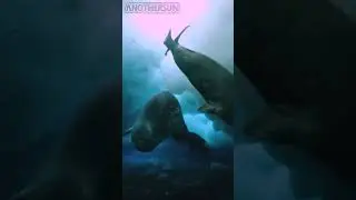 Fakta Menyedihkan Tentang Kehidupan Anjing Laut