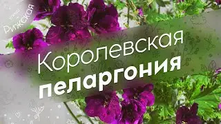 Королевская пеларгония 🌺 Королева цветника?
