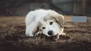 Which are the Best Dog Toys for Puppies?