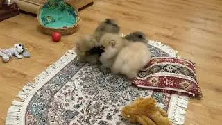 Борьба за хвостик!