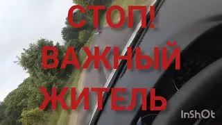 Удивительные жители 🕊️