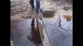 Кот переходит ручей