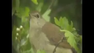Nightingale singing at Cowpen Bewley