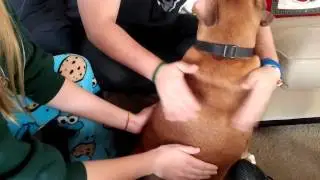 Dog Solo